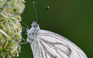 Green-Veined White (Pieris napi)